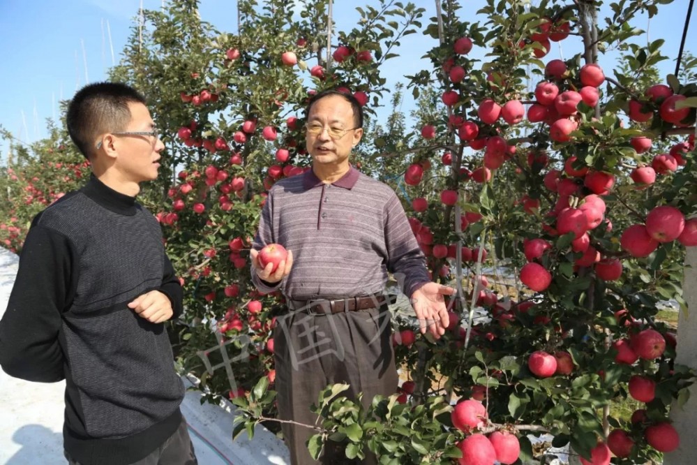 王金政苹果现代矮砧集约栽培花果管理综合配套技术