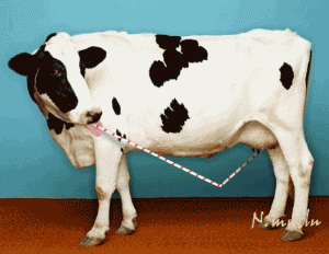 s20131017013150782.gif