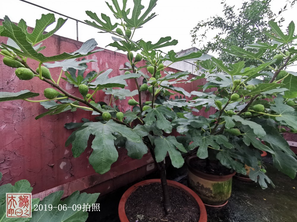 IMG_20190609_181859.jpg