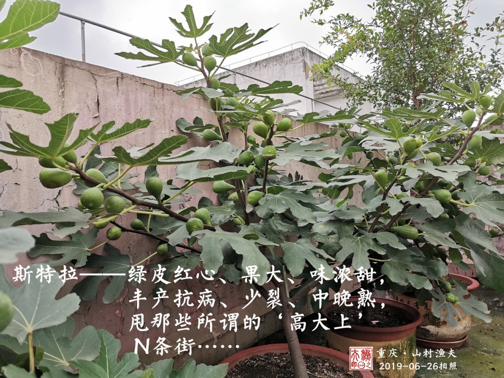IMG_20190626_072642˹.jpg