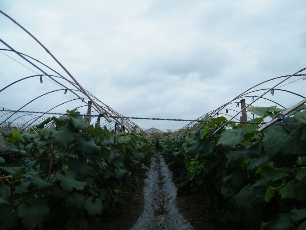 DSCF4743.JPG