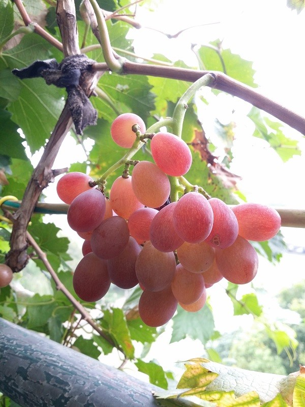 20190824_080915.jpg
