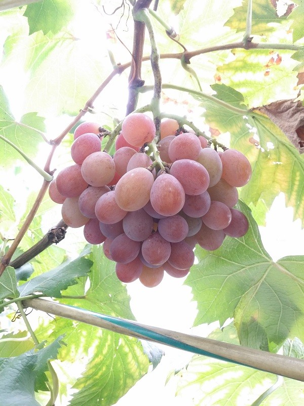 20190824_080845.jpg