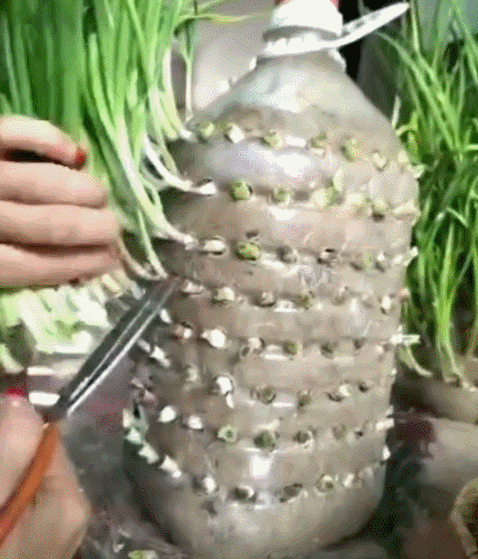 ��.gif
