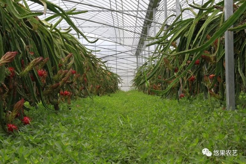 种植红水晶的理由,是否认真的想过?