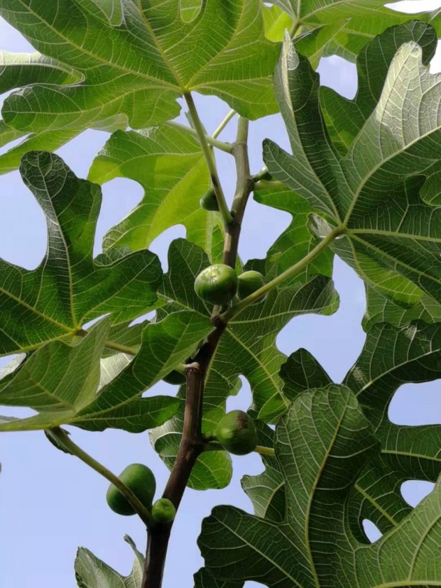 ˫������