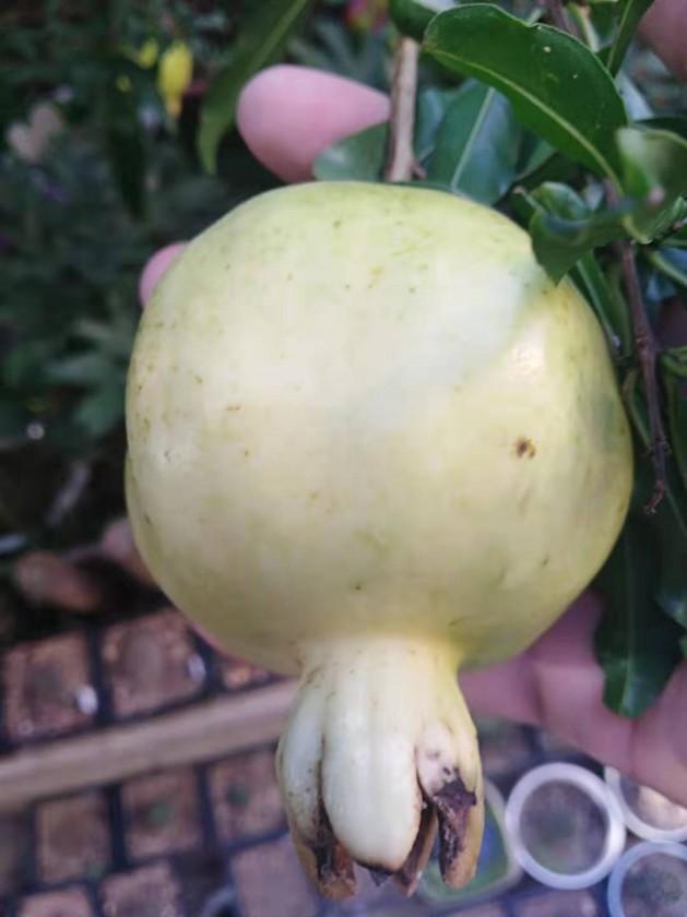 今年的石榴收成还可以---白玉