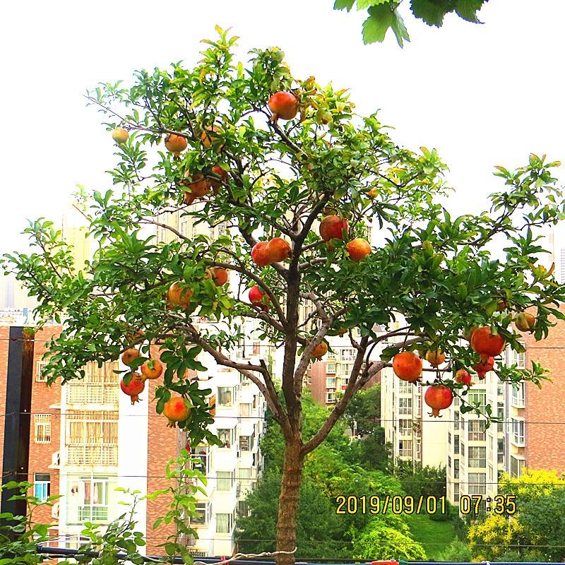 2019.9.1..��̨����ʯ�� 001.jpg