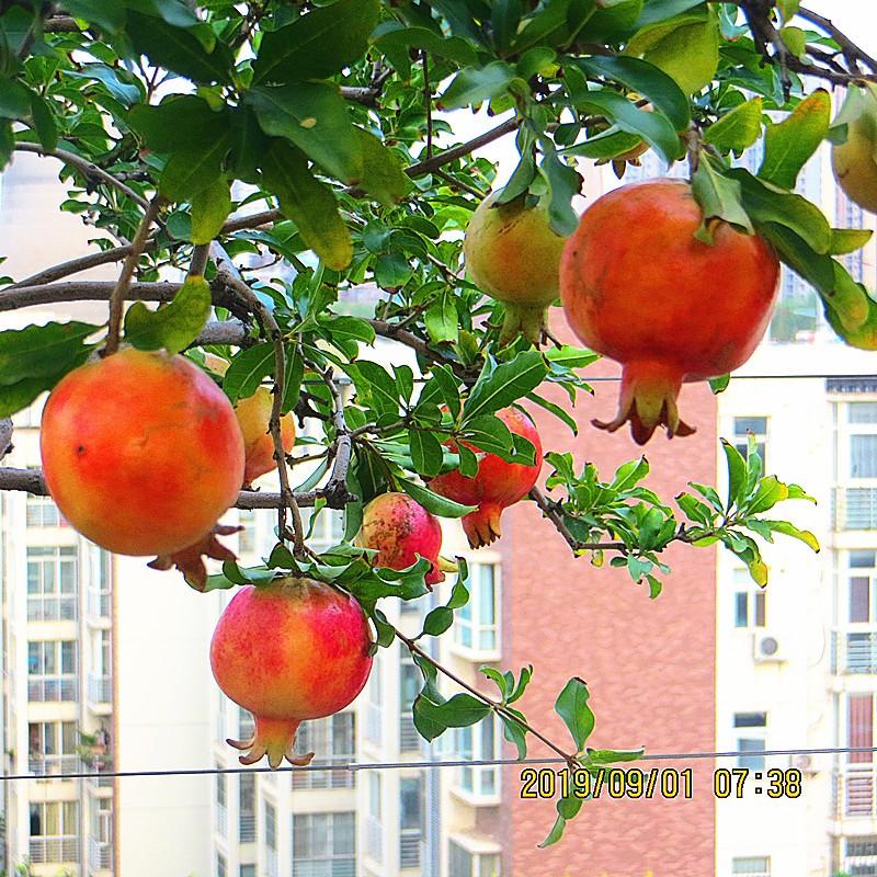 2019.9.1..��̨����ʯ�� 012.jpg