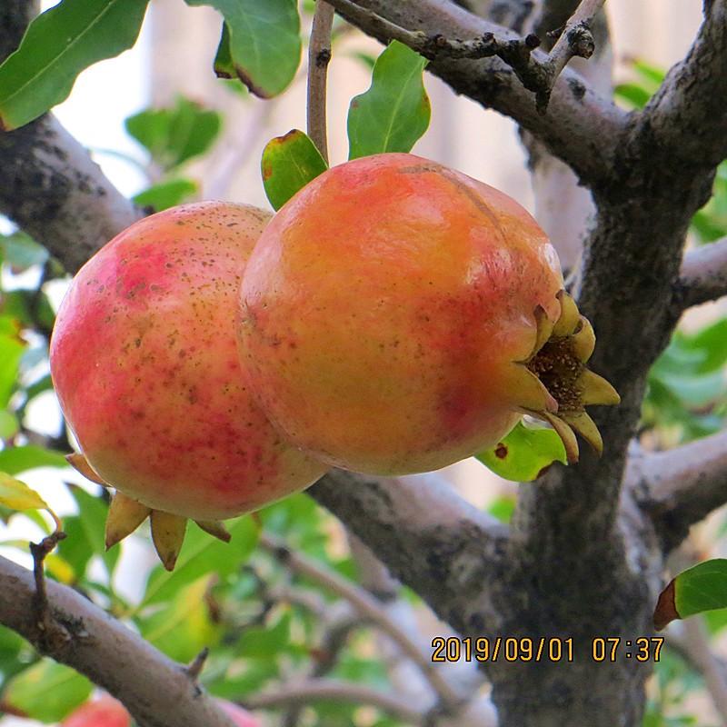 2019.9.1..��̨����ʯ�� 010.jpg