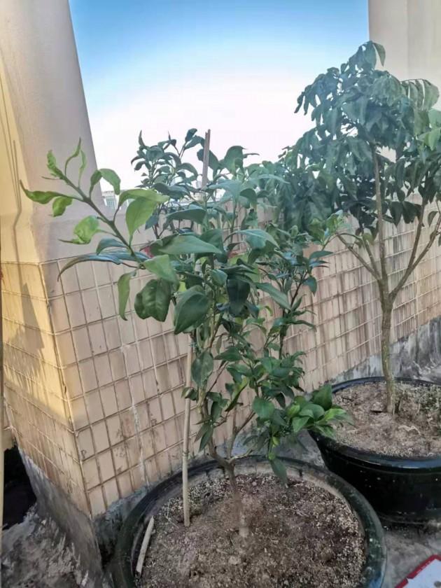 ΢��ͼƬ_20190924144311.jpg