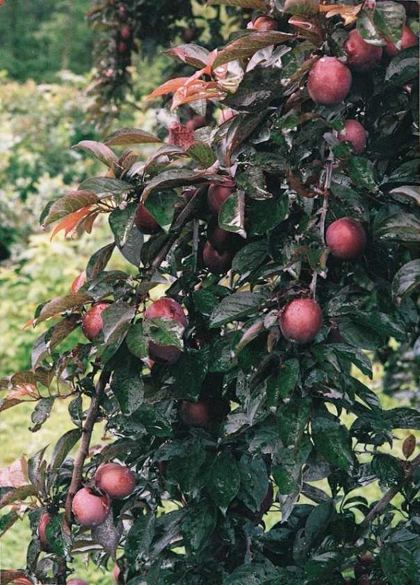 hollywood fruit0128.jpg
