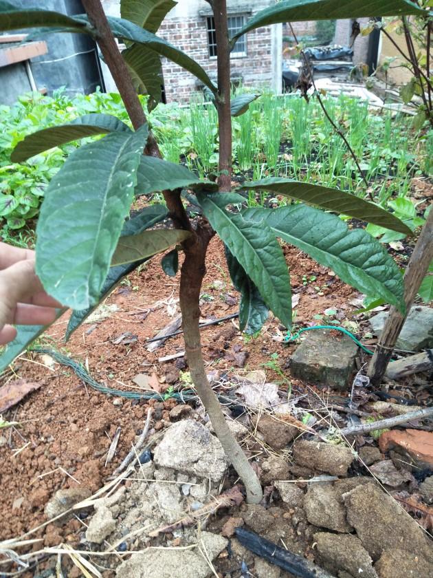 在砧木嫩梢上接的,嫁接口大概35公分高.