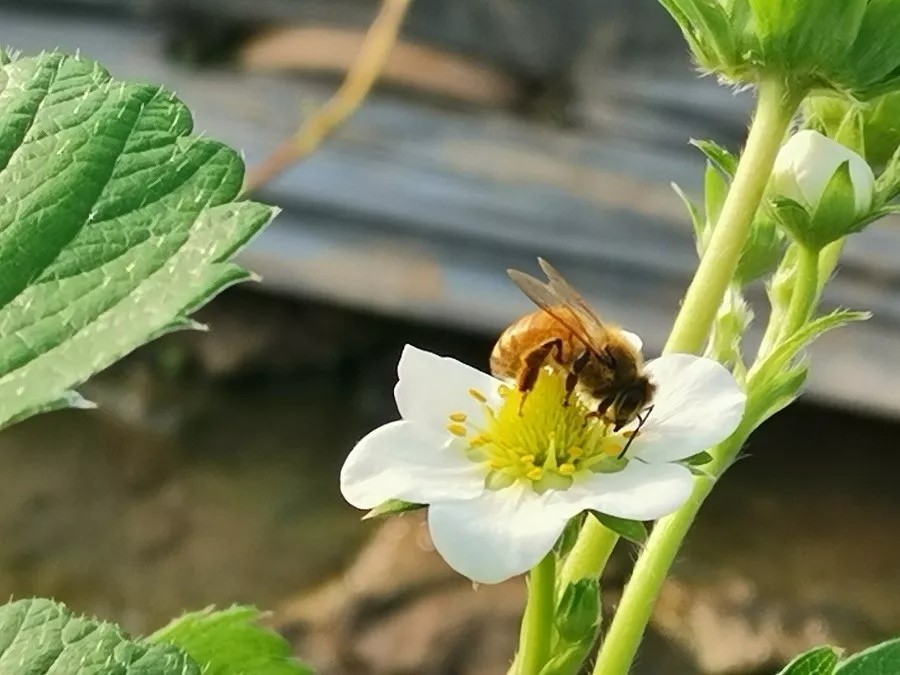 大棚草莓授粉蜜蜂"安全生产"要点