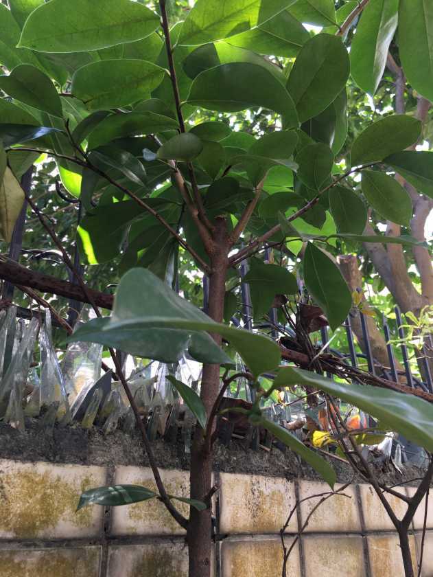论坛 69 ≡南方果树区≡ 69 番荔枝(释迦) 69 刺果番荔枝需要