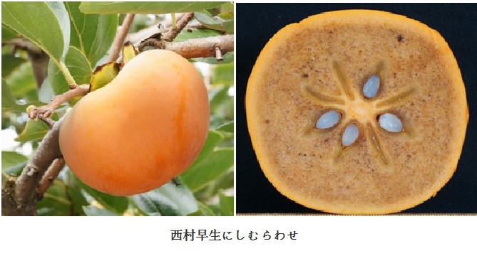 日本栽培柿品种图解