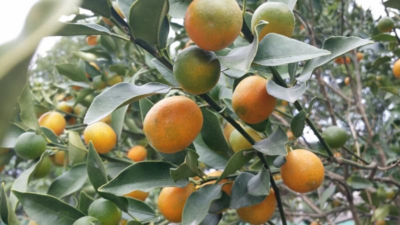 硕果累累的金桔