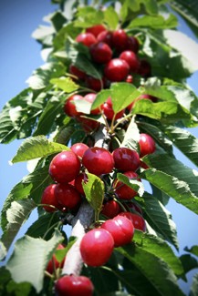 coral_champagne_cherry_tree-image1.jpg