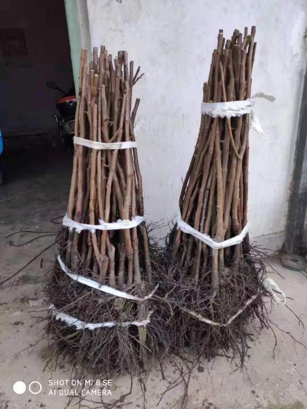 ������Ĵ�����