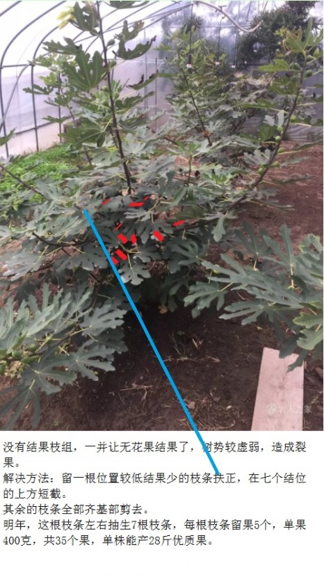 bearing fruit branch.jpg