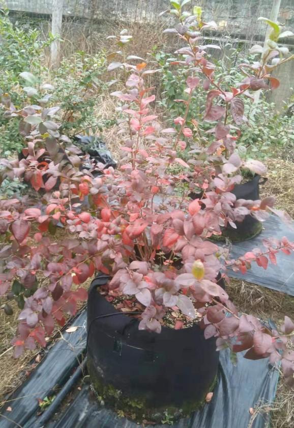 ΢��ͼƬ_20191202124454.jpg