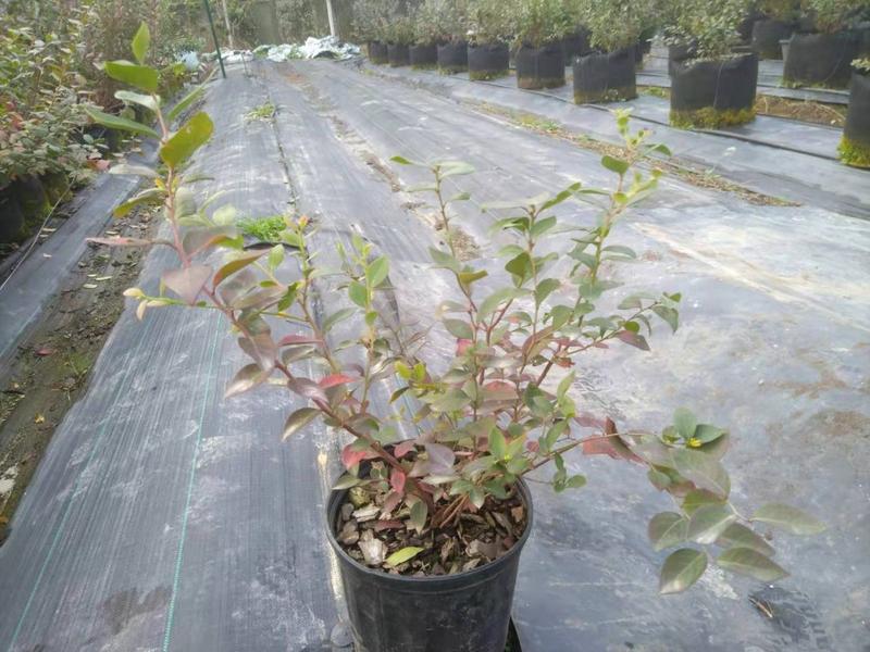 ΢��ͼƬ_20191202124536.jpg