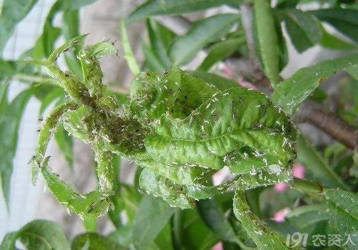 桃蚜,蚧壳虫,桃小食心虫等桃树疑难病虫害防治大全