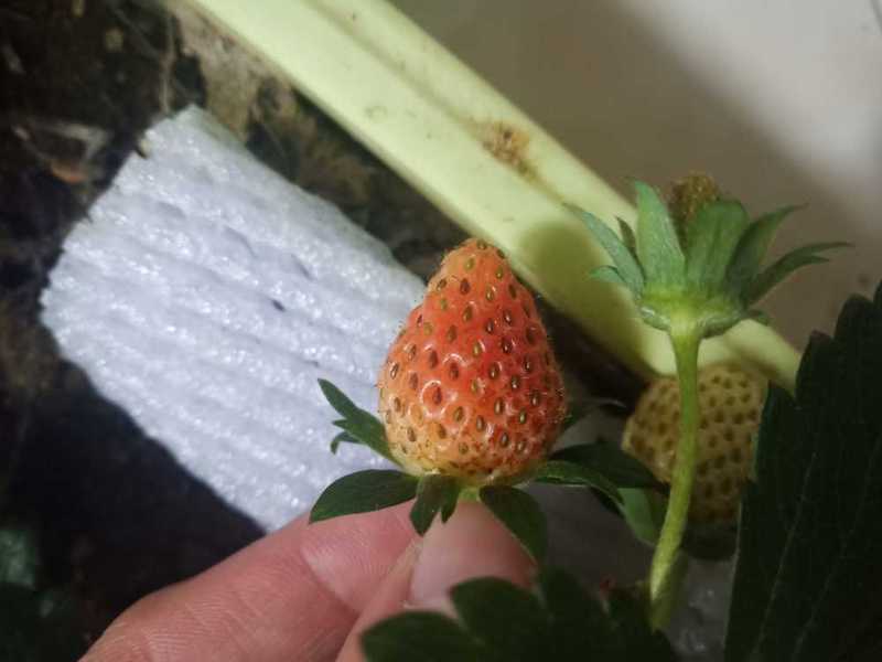 被蓟马爬过的果子还能吃吗? - 草莓论坛 - 水果邦农人之家论坛