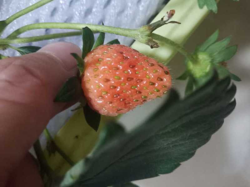 被蓟马爬过的果子还能吃吗? - 草莓论坛 - 水果邦农人之家论坛