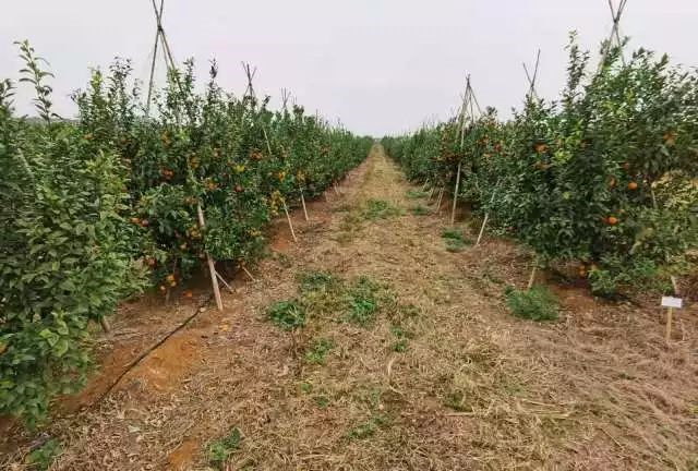 機械化進沃柑園!每畝僅種37棵樹,還能賺錢嗎?