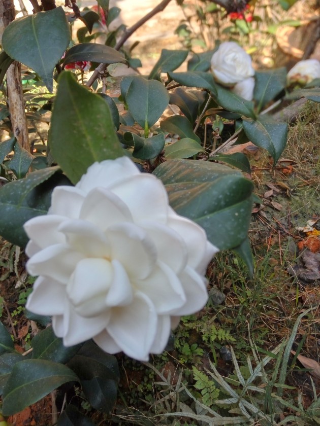 IMG_20200130_110512_HDR.jpg