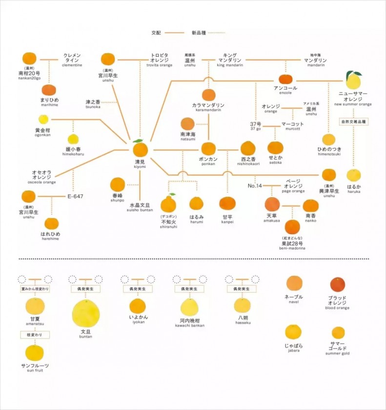 橘子家族杂交图图片