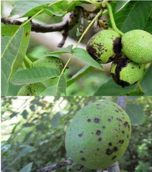 核桃黑斑病的发生与防治!