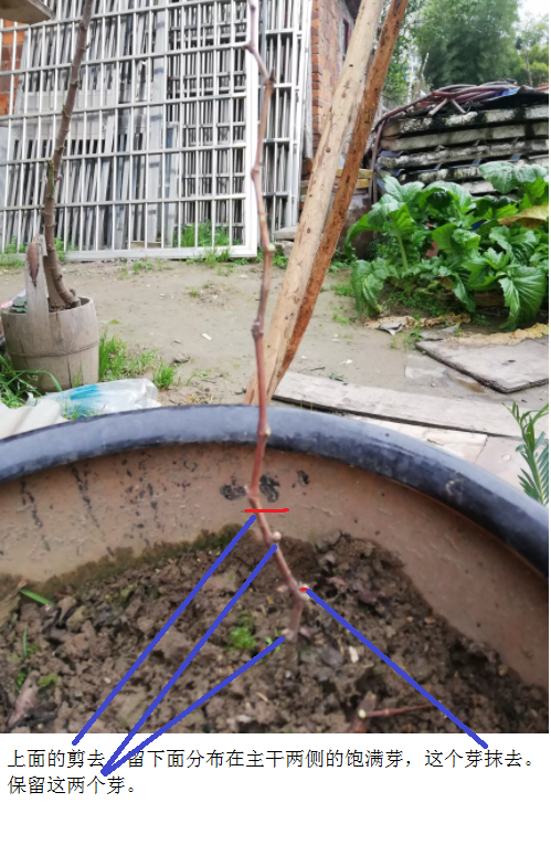 grape tree pruned.png