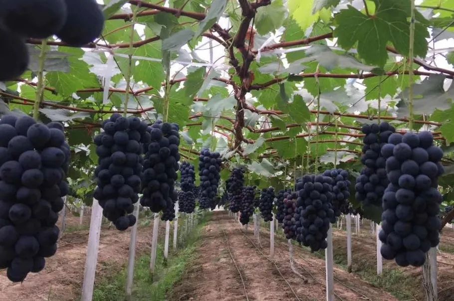 要想种好夏黑葡萄,这三次生长调节剂处理不能少 - 葡萄论坛 - 水果邦