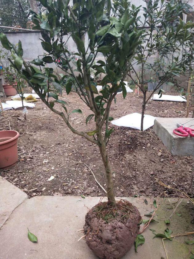 感谢韬韬分享的丑八怪(又名不知火)三年树苗.