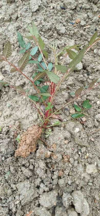 红腺悬钩子结果了