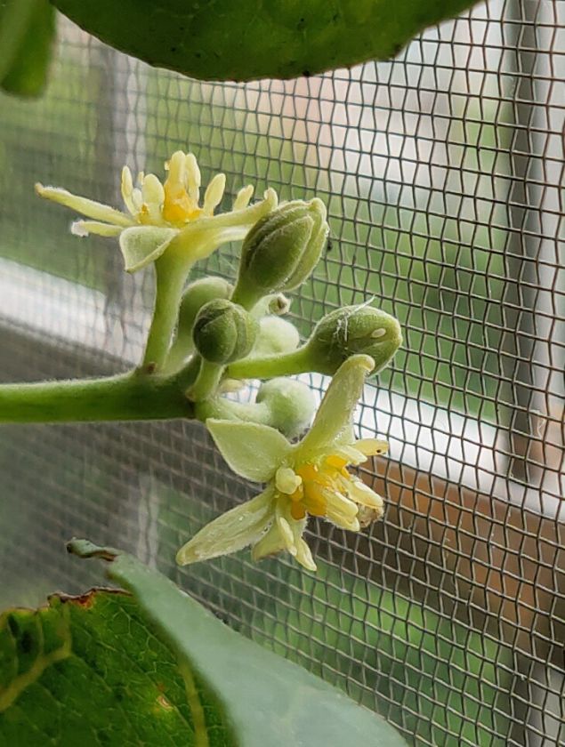 牛油果开花图片大全图片