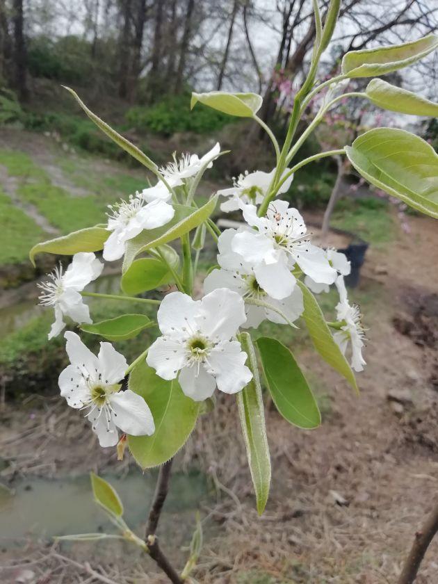 翠冠梨还是秋月梨我不记得了反正边上的黄花梨可以确定第三年准备座
