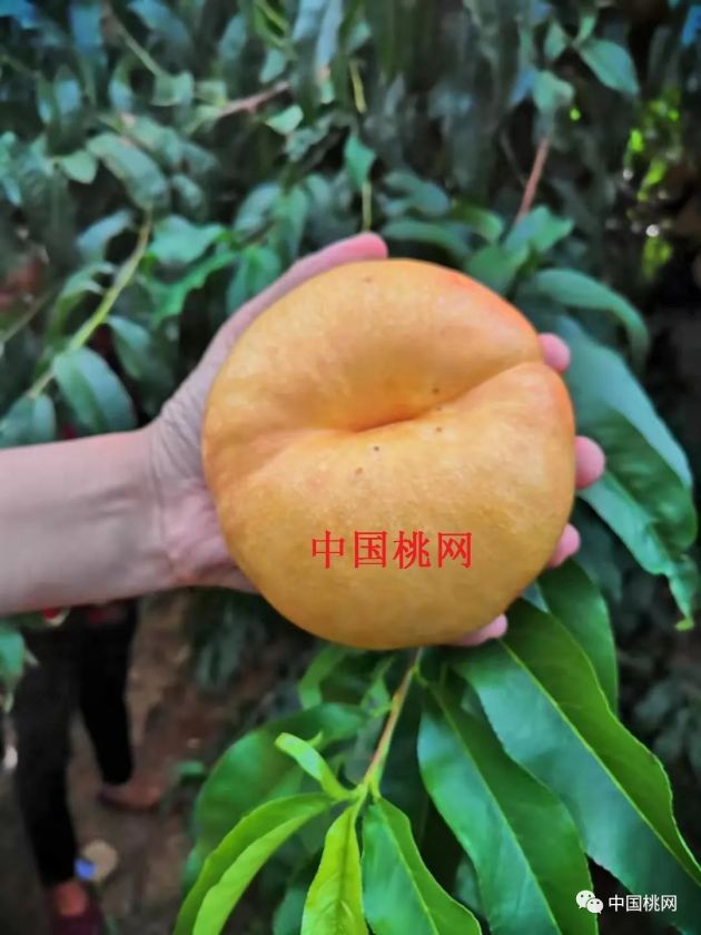 77.webp.jpg