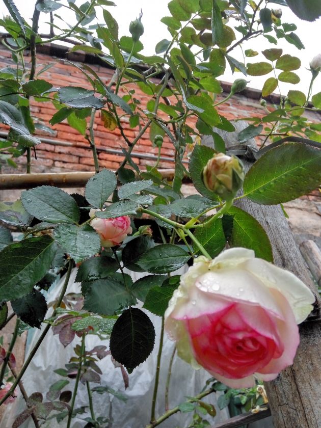 IMG_20200330_165729_HDR.jpg