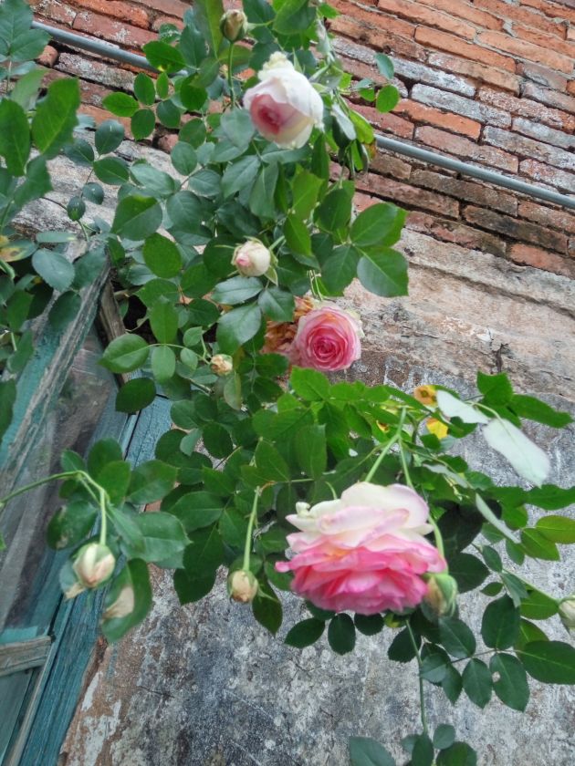 IMG_20200401_161058_HDR.jpg