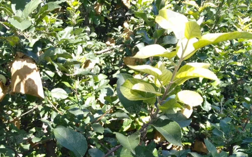 苹果园主要病害的诊断与防治实用技术 | 苹果缺铁病