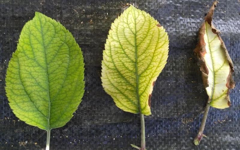 苹果园主要病害的诊断与防治实用技术 | 苹果缺铁病
