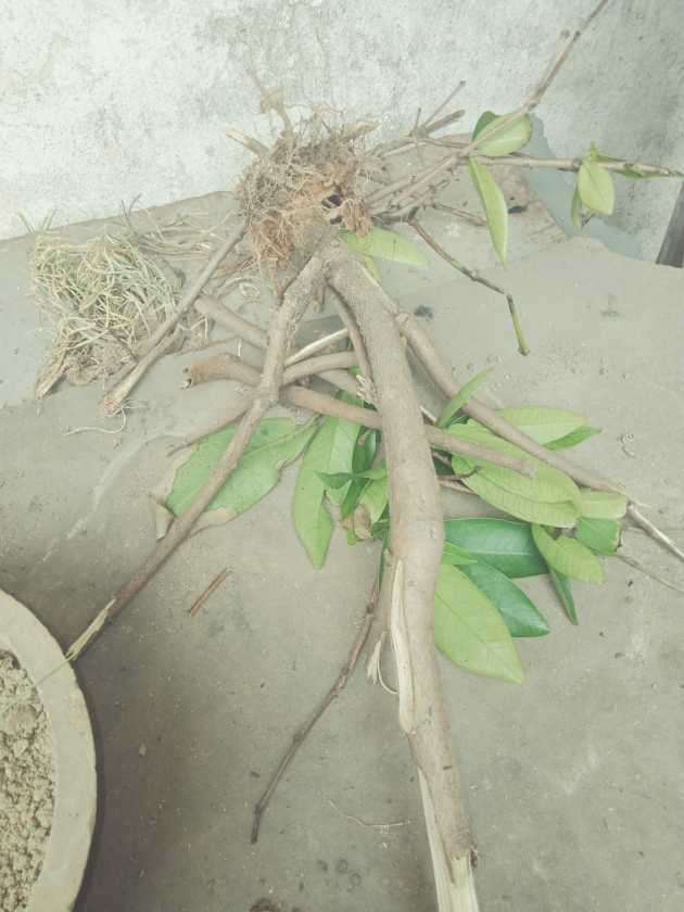 IMG20200420153826.jpg