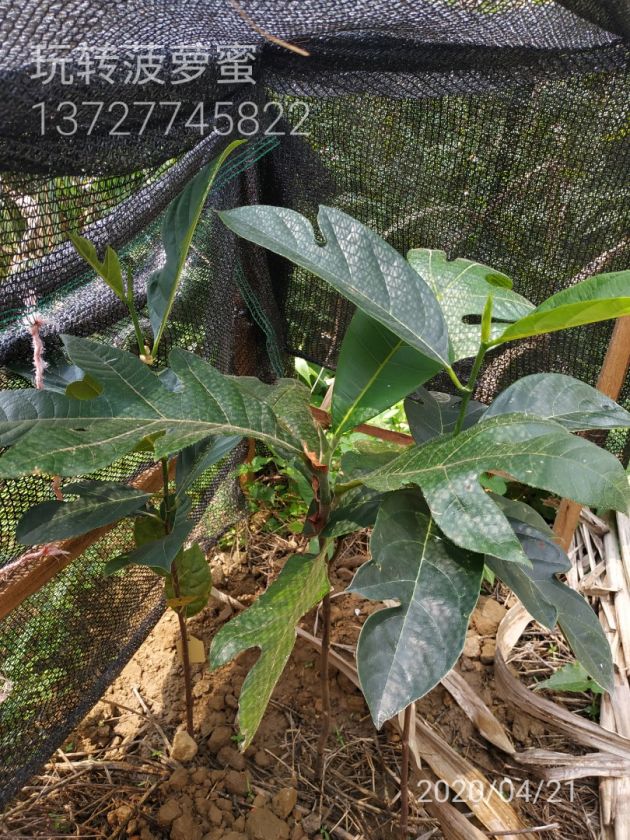 WaterMark_2020-04-21-19-20-00.jpg