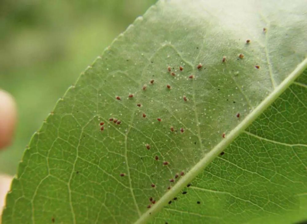 樱桃种植常见虫害,田间实拍图片,果农可选择这些防治方案