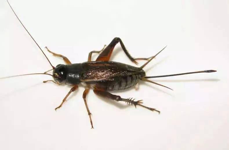 主要种类:蝼蛄科(东方蝼蛄,华北蝼蛄),蟋蟀科(银川油葫芦,黄脸油葫 