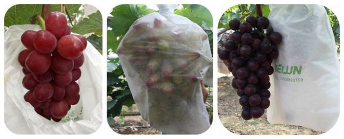 700 grape bag.jpg