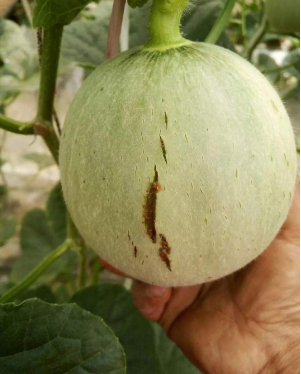 又裂瓜了, 救救甜瓜 - 瓜菜论坛 - 水果邦农人之家论坛